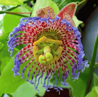 Maypop Passion Flower