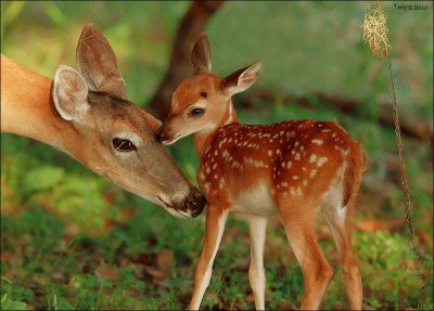 biche et son faon