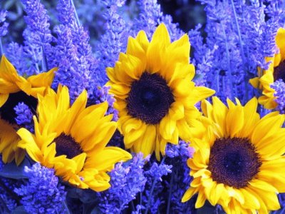 Sunflowers and Lavender