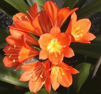 clivia