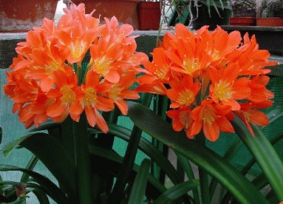 clivia