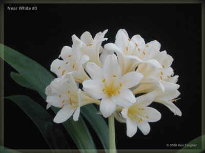 clivia