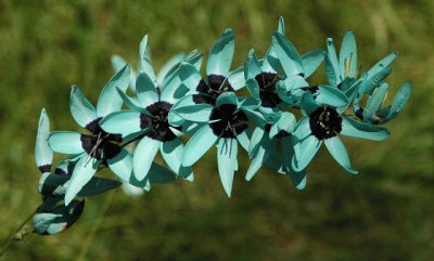 fleurs: Ixia viridiflora