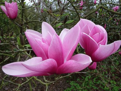 magnolia