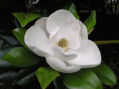 magnolia