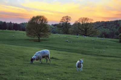 Lamb sunset