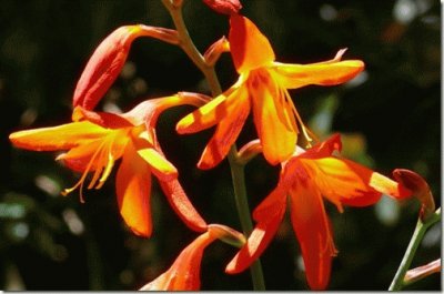 montbretia