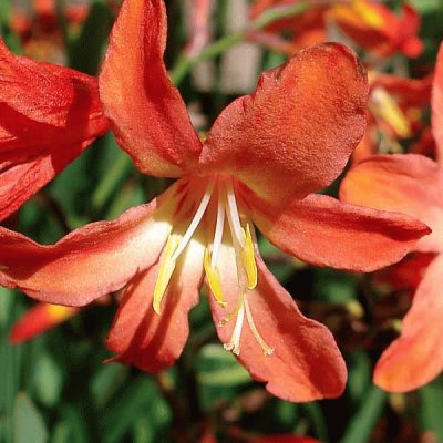 crocosmia