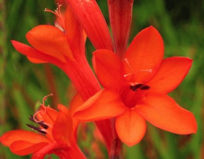 watsonia