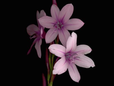 watsonia