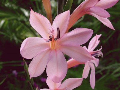 watsonia