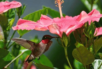 COLIBRÃ Y TULIPÃN.