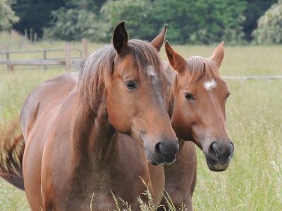 Horses