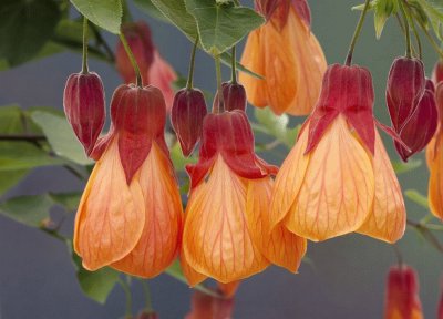 abutilon