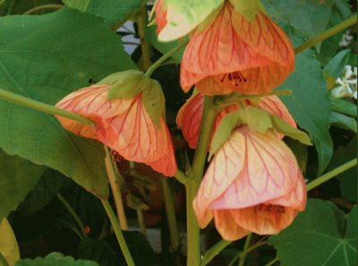 abutilon