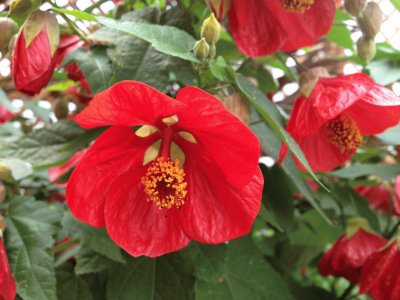 abutilon