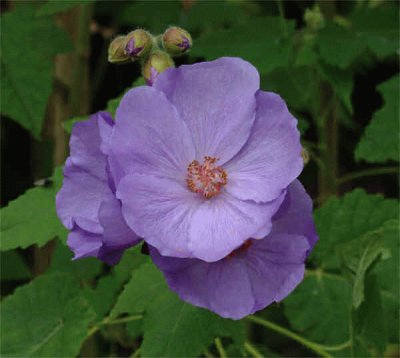 abutilon