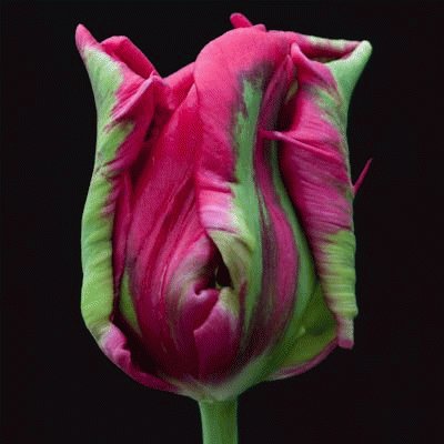 Parrot Tulip