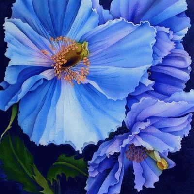 Blue Hibiscus