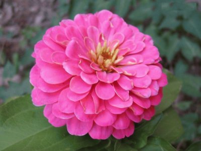 zinnia