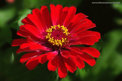 zinnia