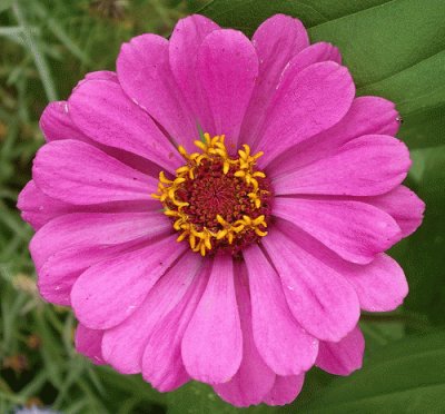 zinnia