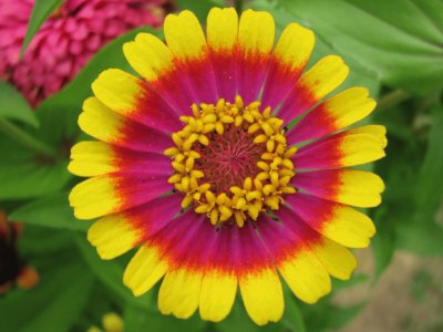 zinnia