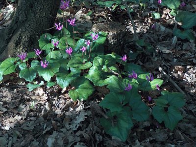 Wild anenomes