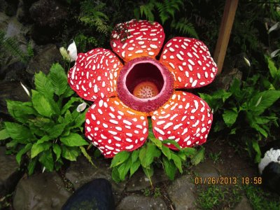 rafflesia