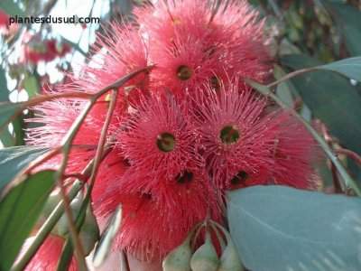 fleurs d 'eucalyptus