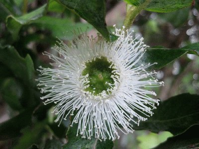 fleur d 'eucalyptus