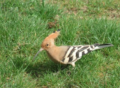 huppe dans mon jardin