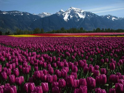 Seabird Island Tulip Field- British Columbia