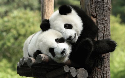 PANDAS