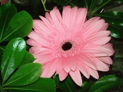 Gerbera