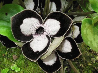 Panda Asarum