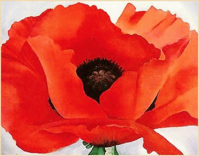 Red Poppy