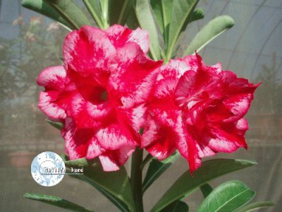 adenium