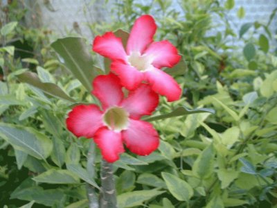 adenium