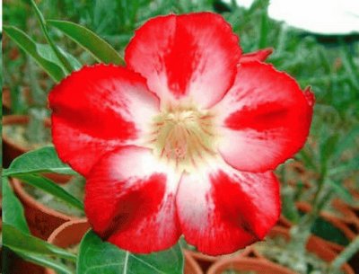 adenium