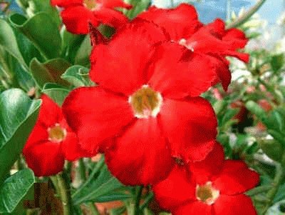 adenium