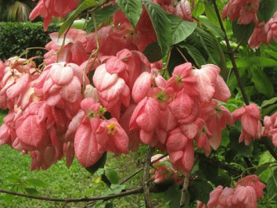 mussaenda