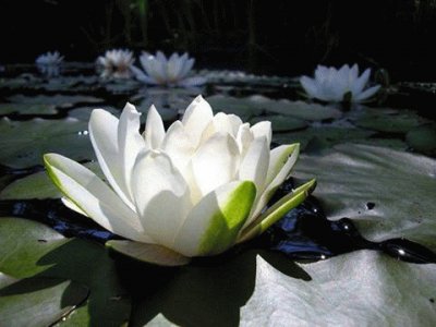 - flor de lotus!