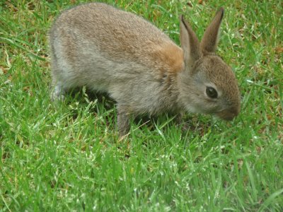 jeune lapin de garenne