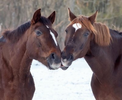 beijo-animal-11