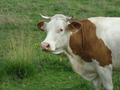 vache