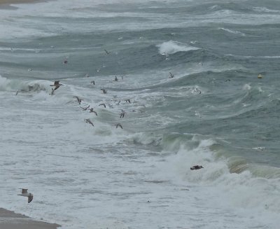 sternes dans la tempÃªte