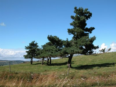 Cantal