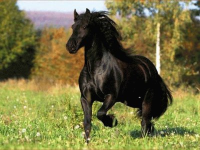 - cavalo preto