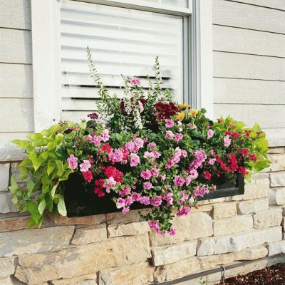 Garden Flowers